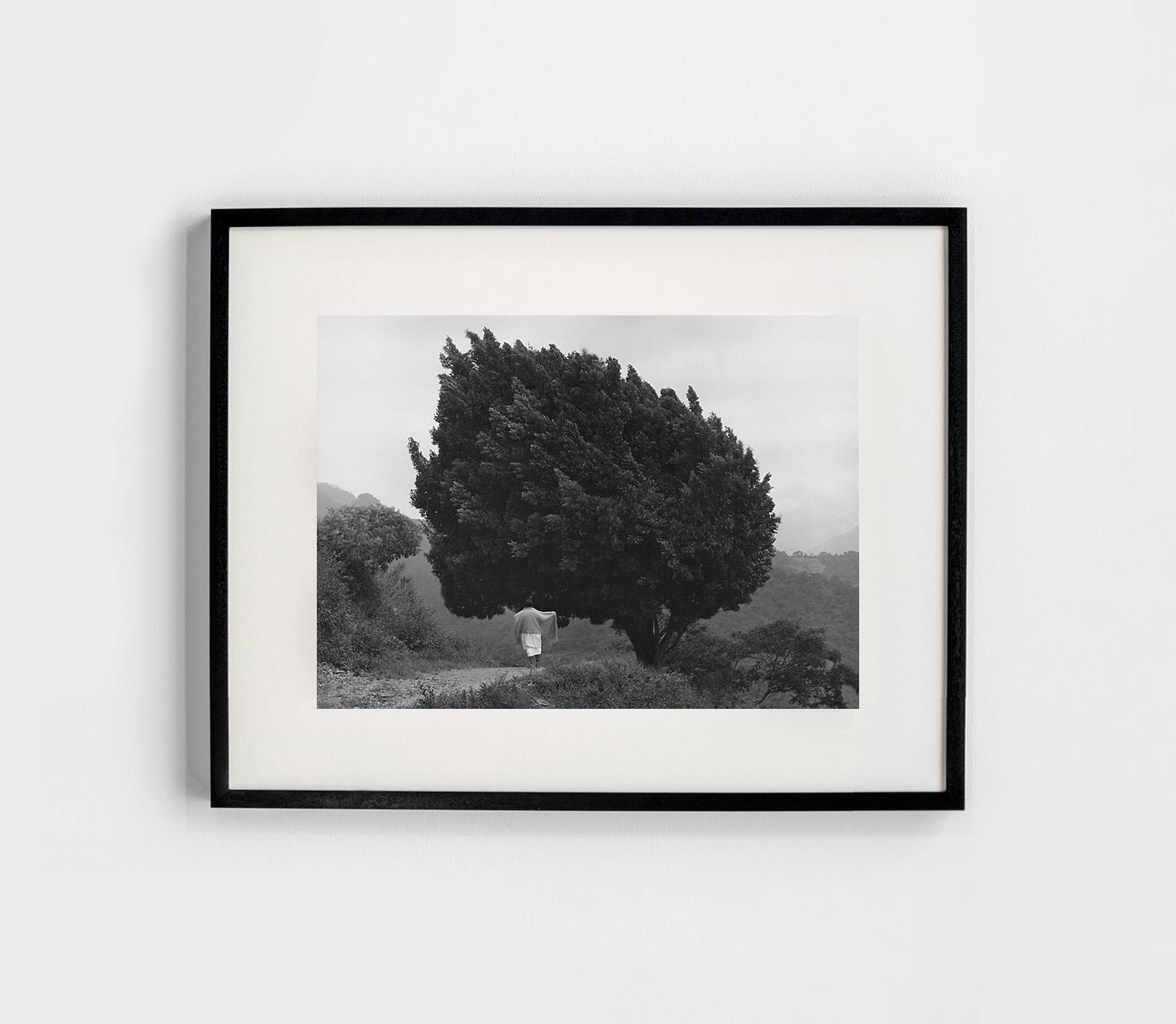 Flor Garduño, 'Arbol de Yalalag, Mexico, 1983'