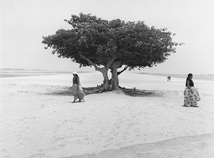 Flor Garduño, 'Arbol de la Vida, 1982'