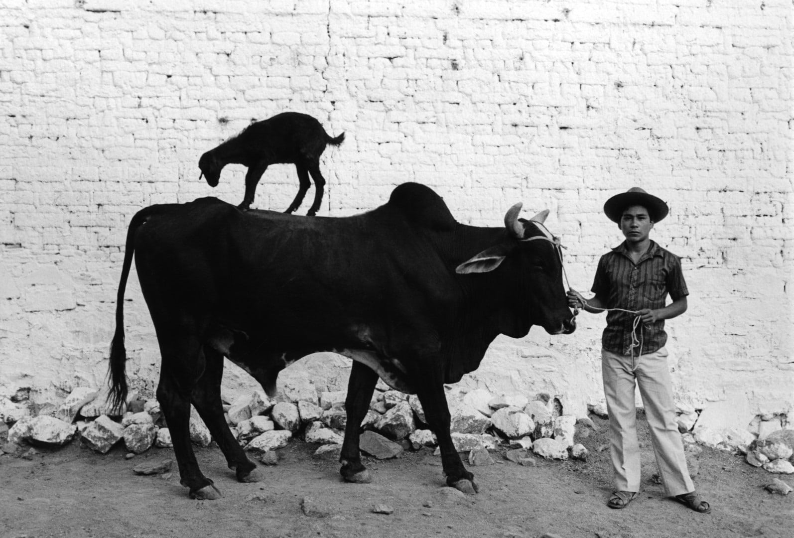 Flor Garduño, 'Totem, México, 1987'