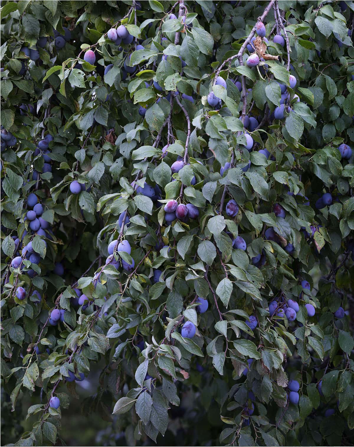 Olaf Otto Becker, 'Branches with Plums (left)
