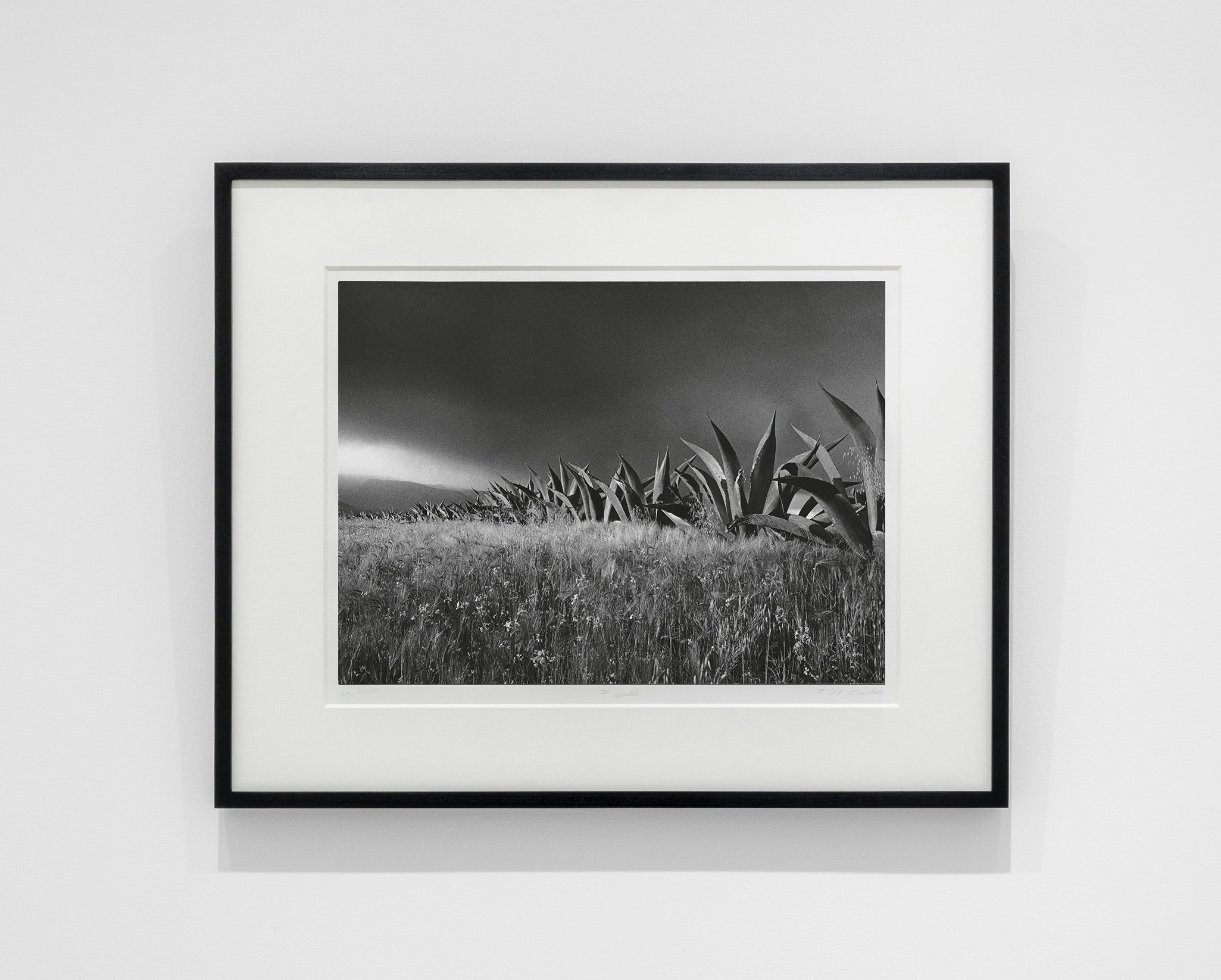 Flor Garduño, 'Magueyes, México, 1986'