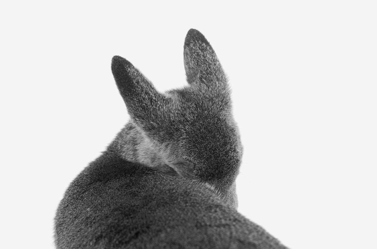 Alessandra Sanguinetti, 'Fawn, Hayward, Wisconsin, 2022'