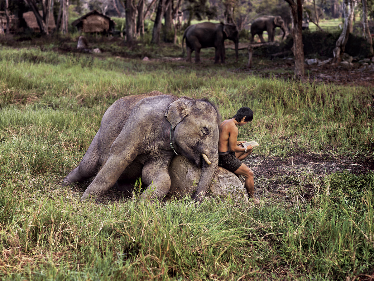 Steve McCurry, 'Elephant and Man Reading, Thailand, 2010'